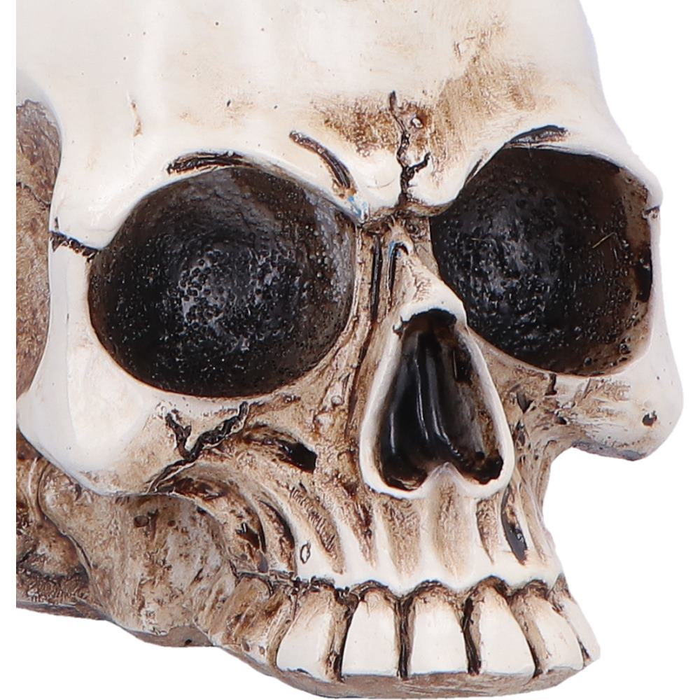 Close-up of a detailed skull